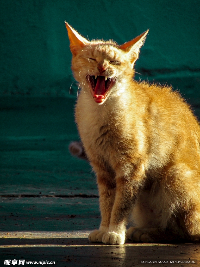 猫