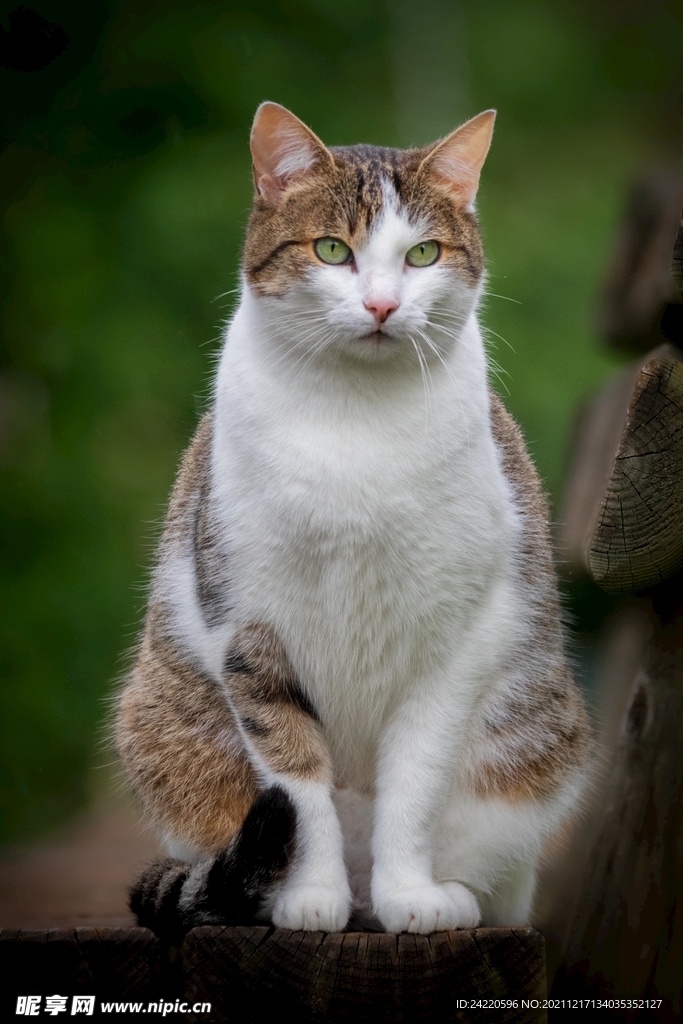 猫