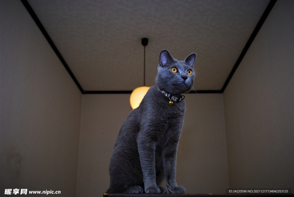 猫