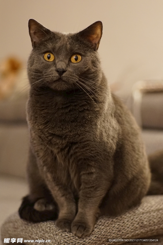 猫