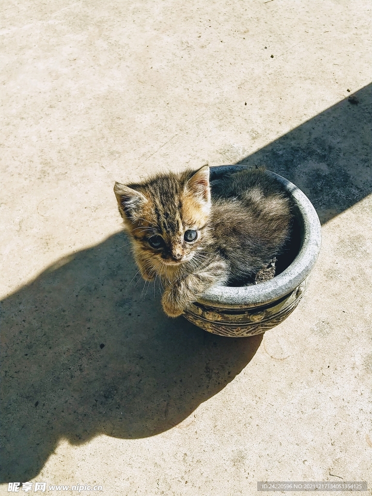 猫