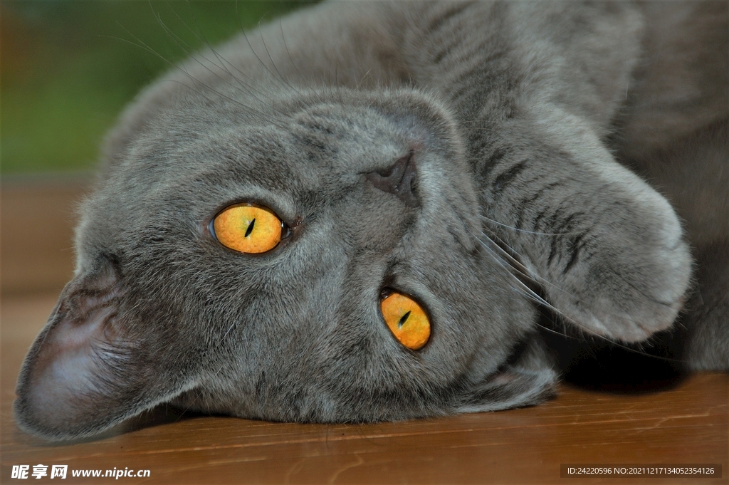 猫