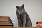 猫