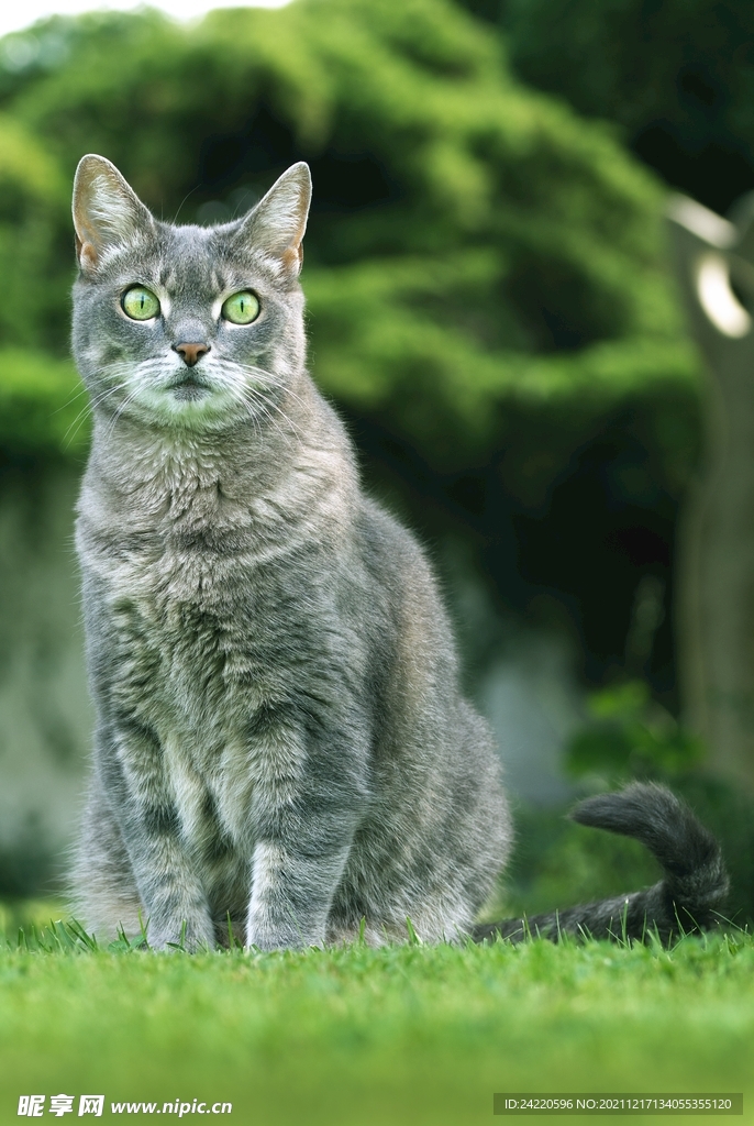 猫