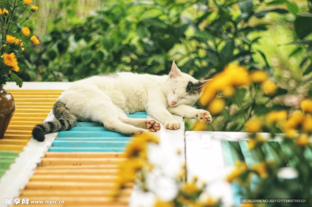 猫