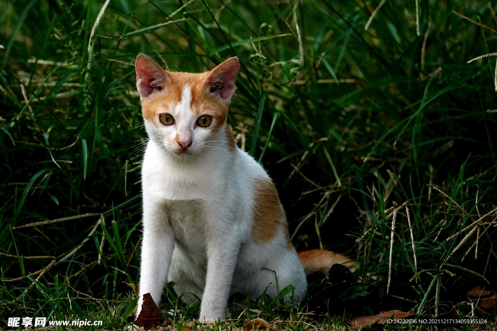 猫