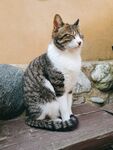猫