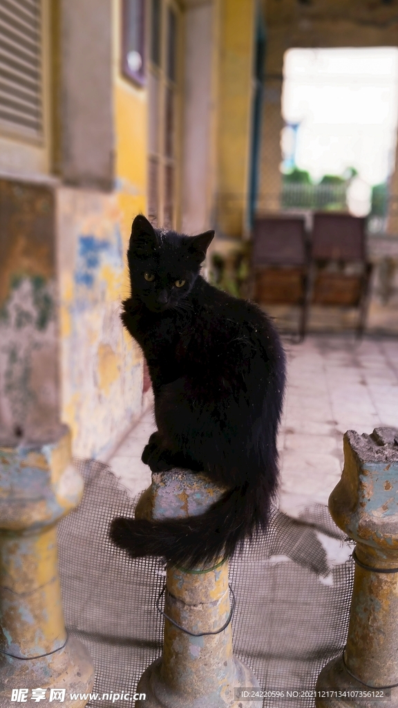 猫