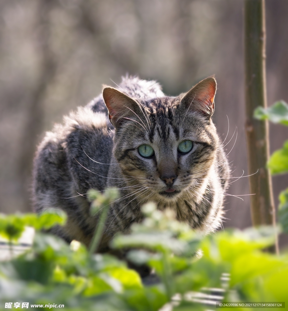 猫