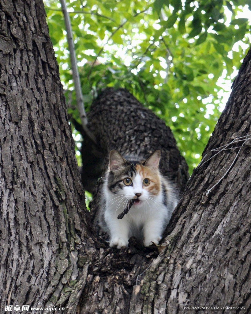 猫