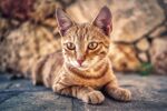 猫