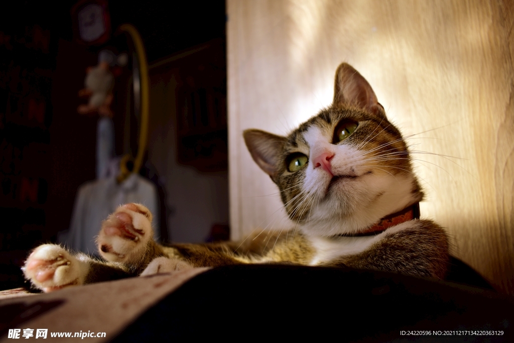 猫