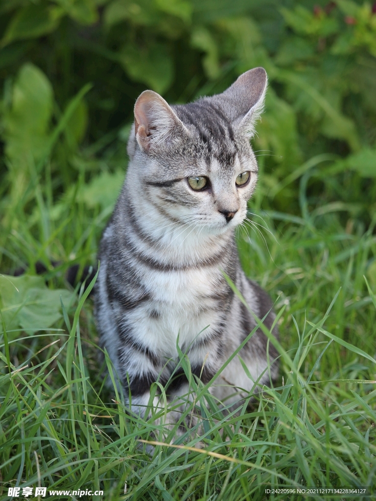 猫