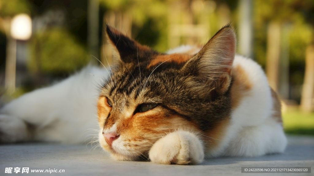 猫