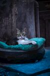 猫