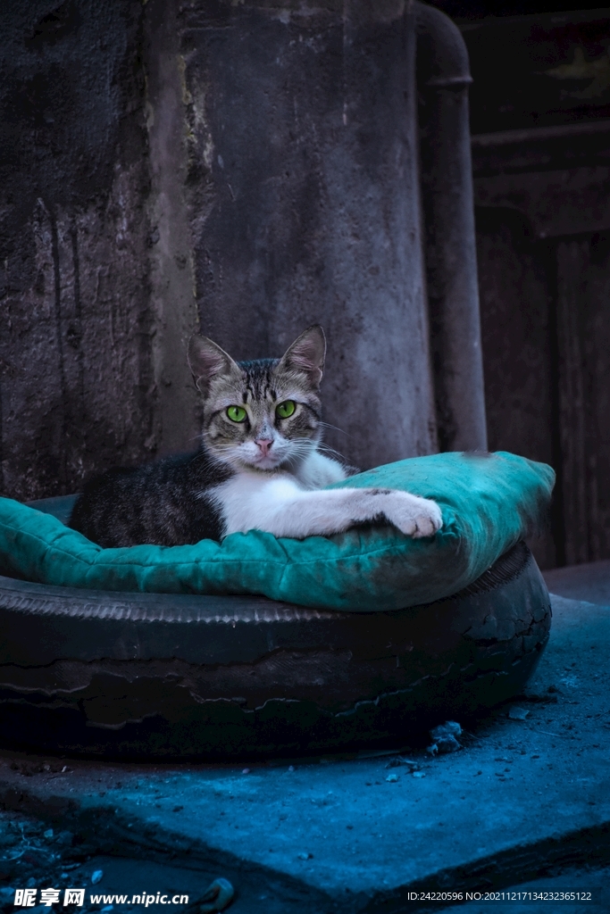 猫