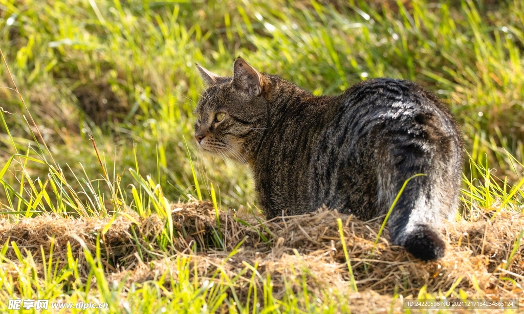 猫