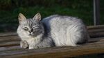 猫