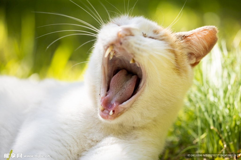 猫
