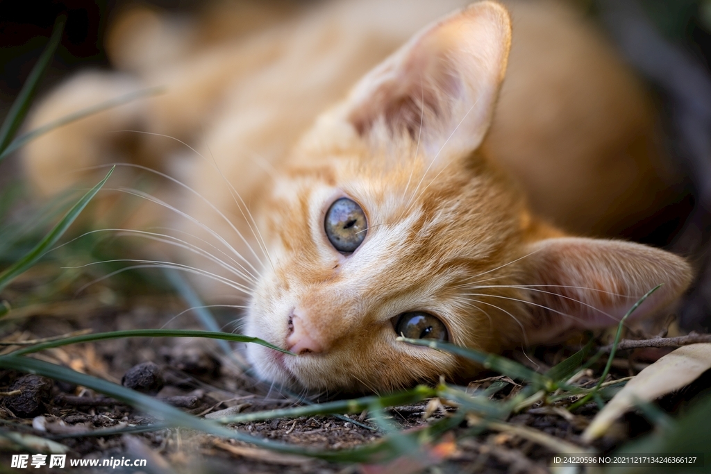 猫