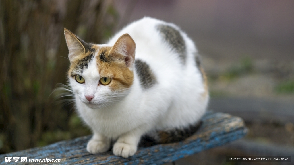 猫