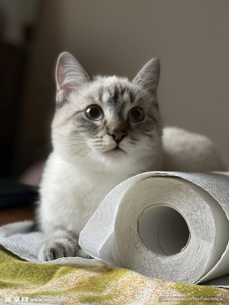 猫