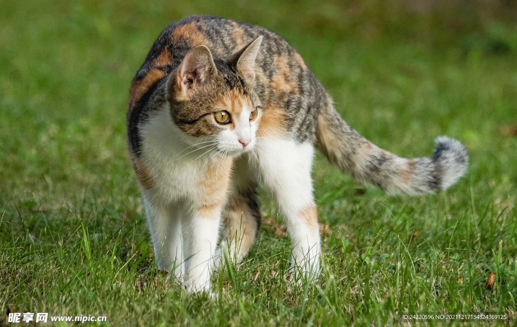 猫