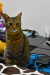 猫