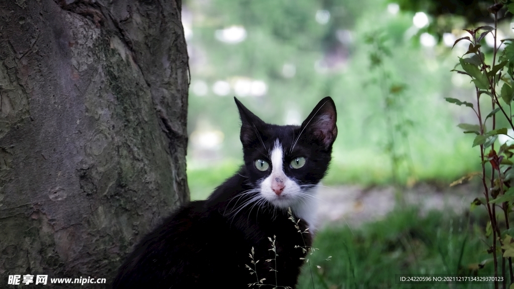 猫