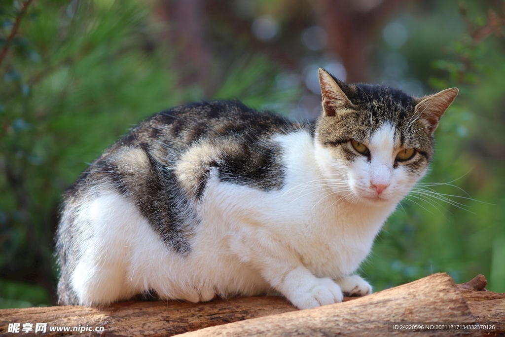 猫