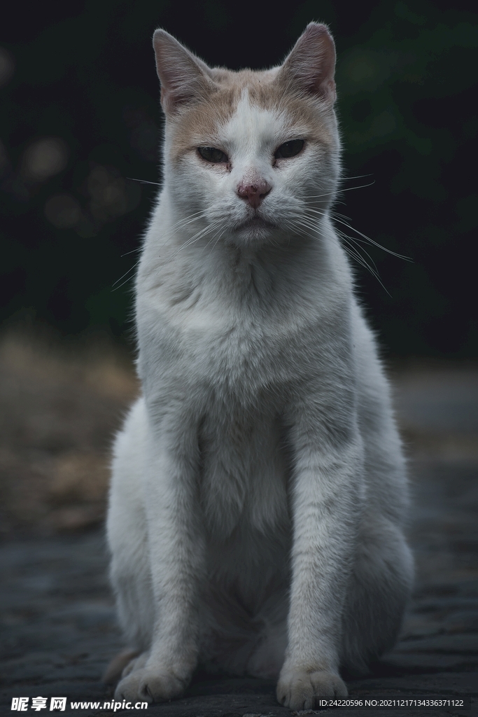 猫