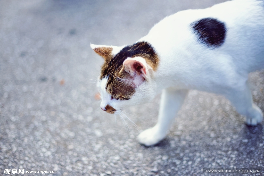 猫