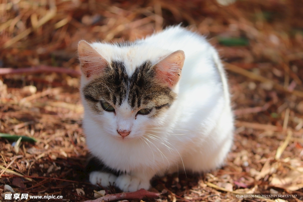 猫