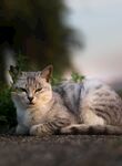 猫