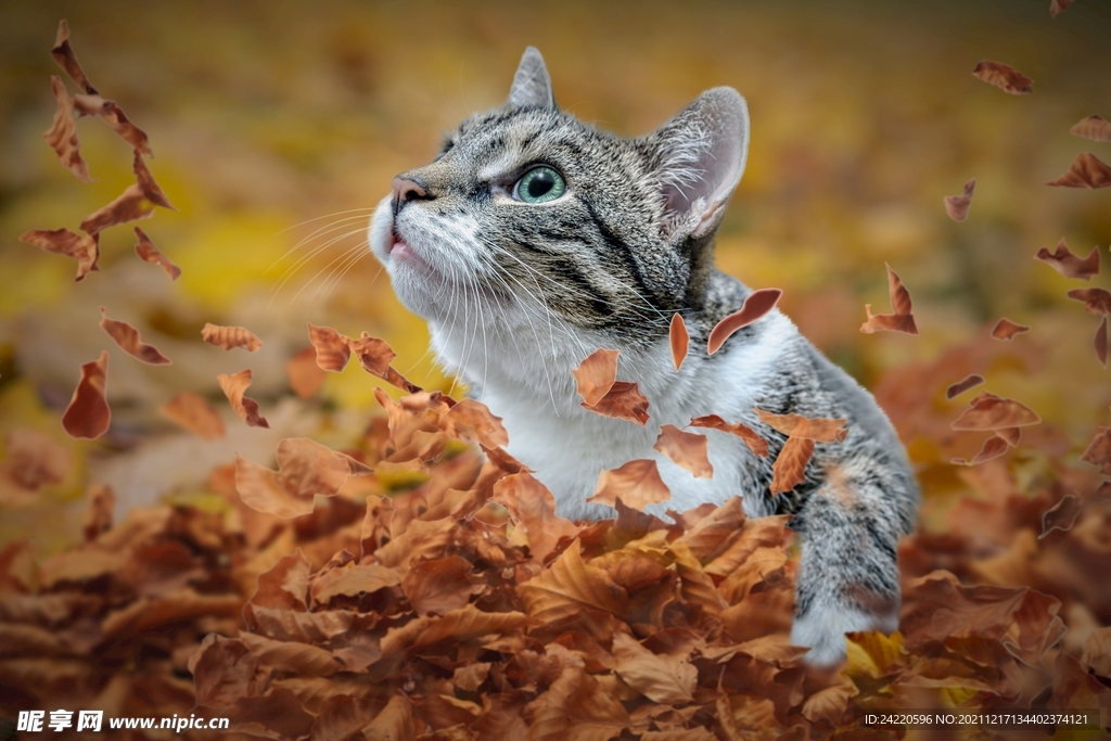 猫