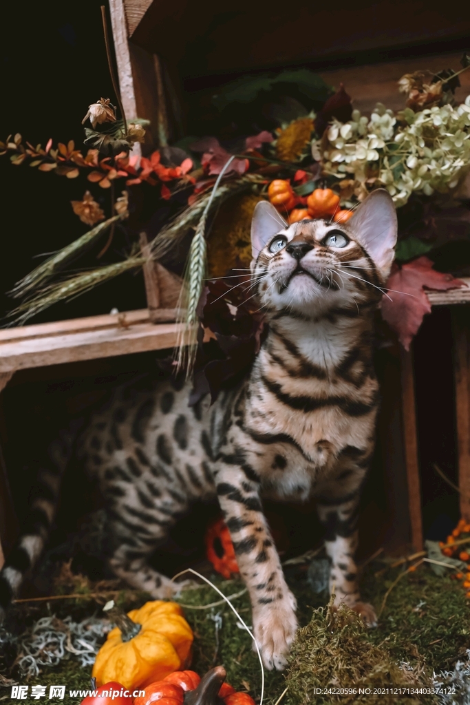 猫