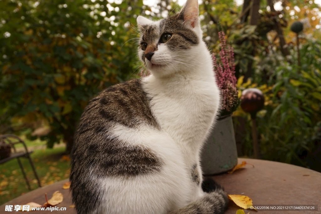 猫