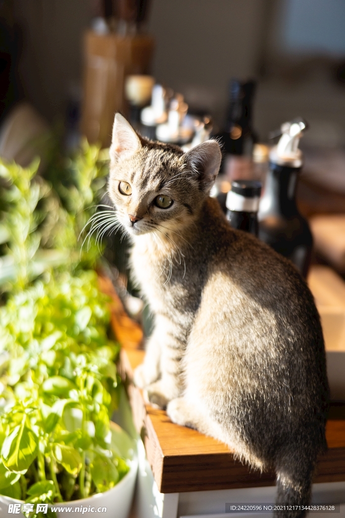 猫