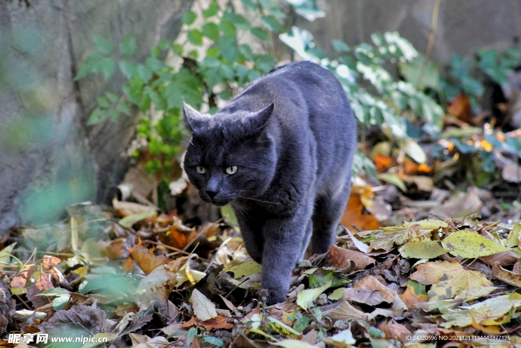 猫