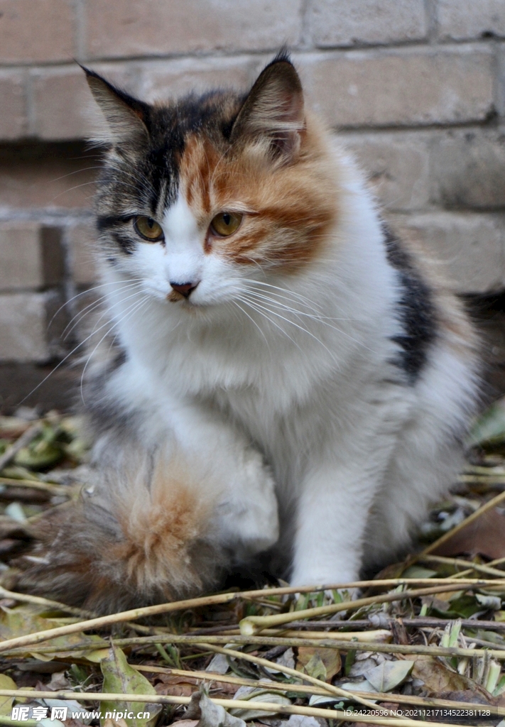 猫