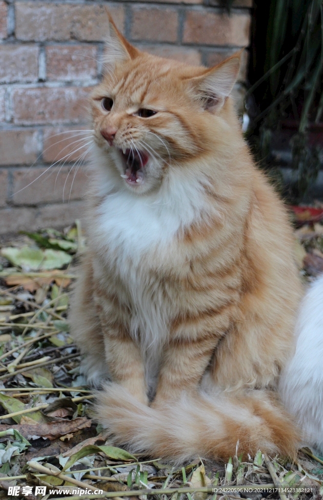 猫