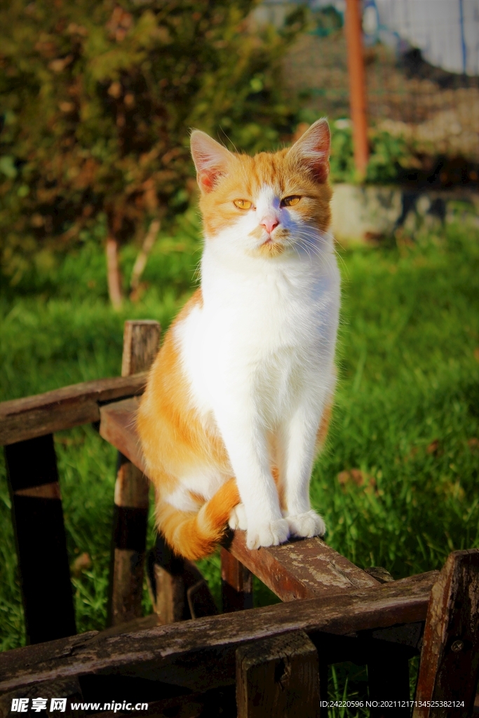 猫