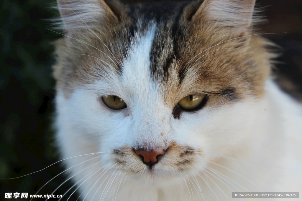 猫