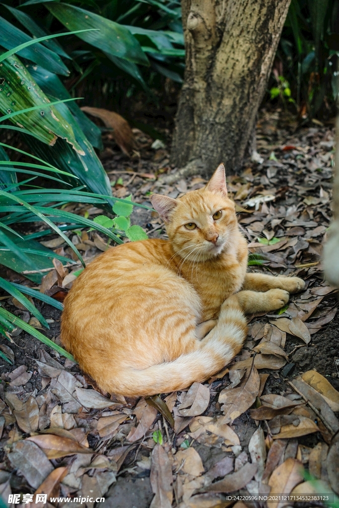 猫