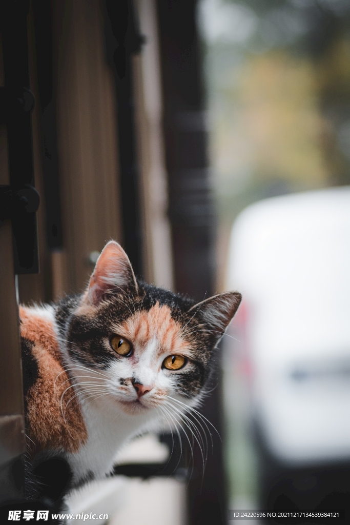 猫