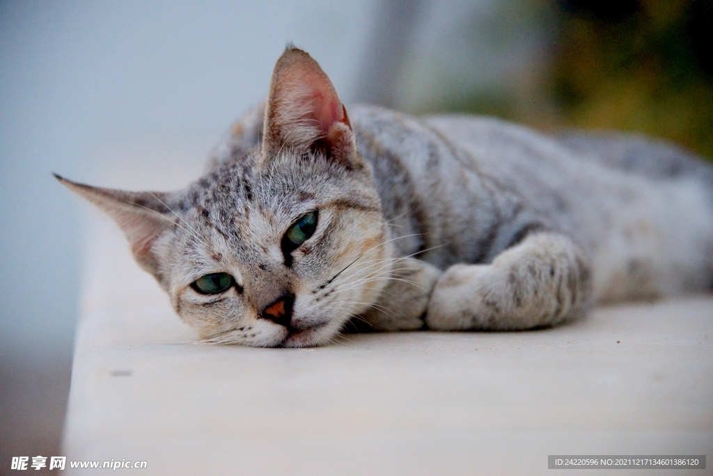 猫