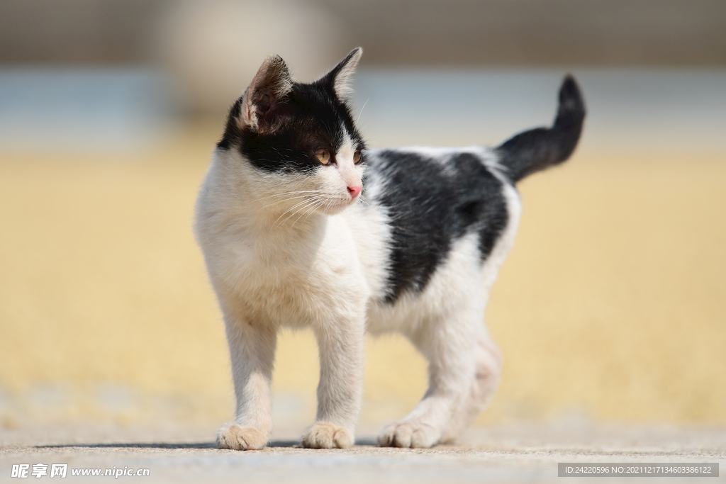 猫
