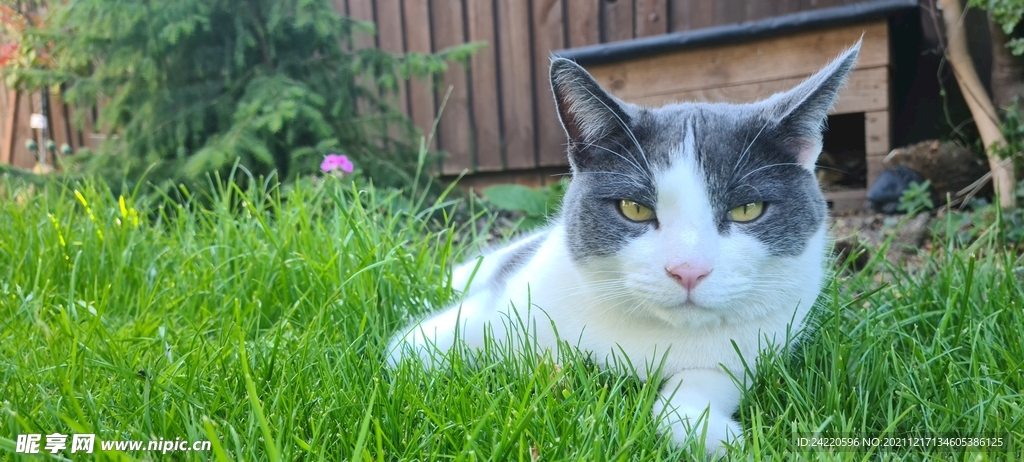 猫