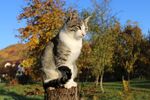 猫