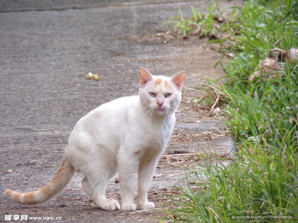 猫